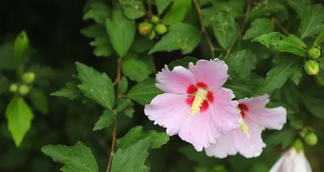 用菊花的花语讲述坚持的力量（菊花花语中的坚持与奋斗）