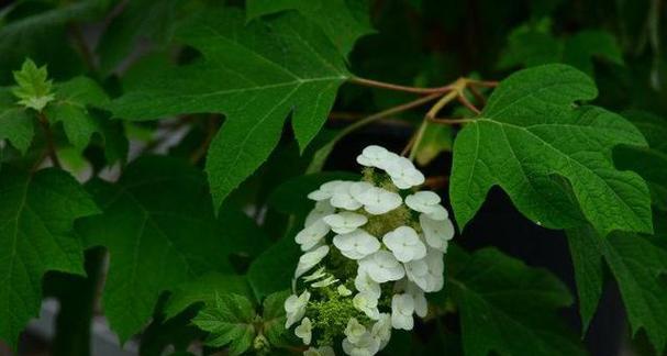 倔强之花（探索菊花的倔强品质与花语的秘密）