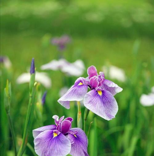 以百合花的花语为主题的文章（宽恕之花）