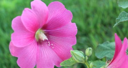 以菊花为主题的梦想花语（菊花盛开的梦想之路）