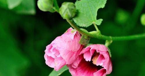 以菊花为主题的梦想花语（菊花盛开的梦想之路）