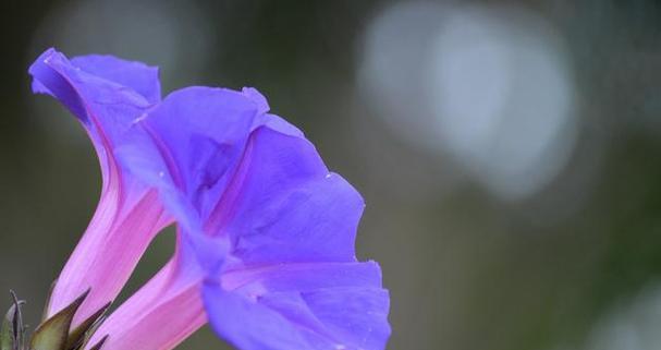 默默的爱之花语——以百合花为主题的故事（用百合花的花语讲述一段默默的爱情故事）