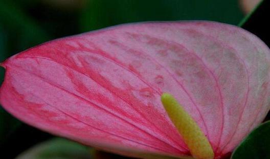 花语启示录（以菊花的花语为主题）