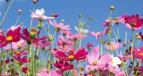 神明之花语——花朵与神性的对话（以什么花的花语表达了神明的主题）