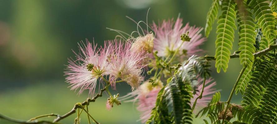 以玫瑰花为主题的失恋花语（探索玫瑰花语中失恋情感的表达方式）