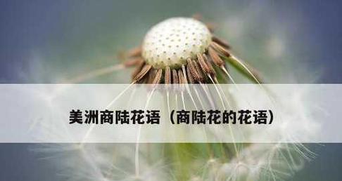 失去的花语——以玫瑰花为例（探寻玫瑰花所代表的失去之意）