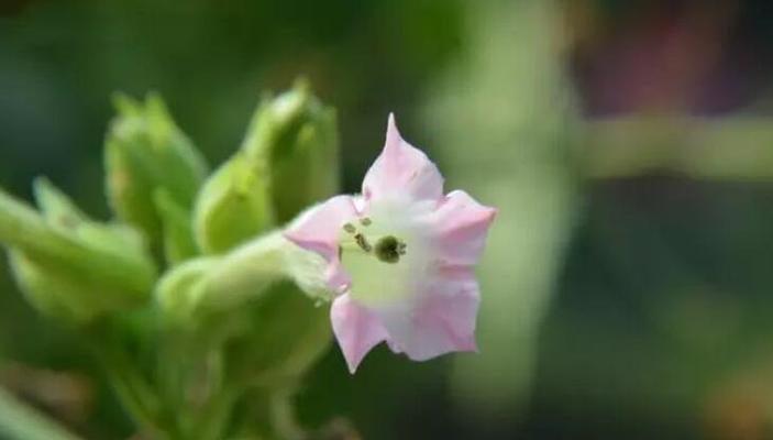 失去的花语——以玫瑰花为例（探寻玫瑰花所代表的失去之意）