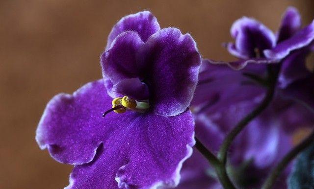 用百合花表达守护一生的花语（百合花语寄托永恒守护的情感）