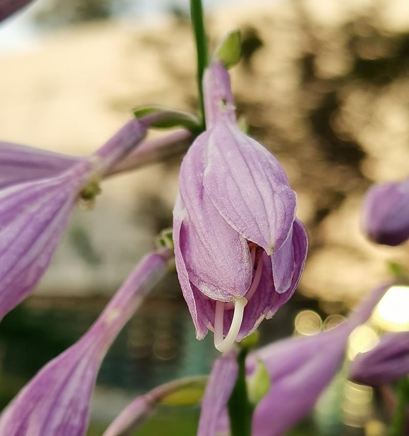 思念花开（以百合为主题的思念之花）