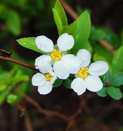 天使之花——百合花语的天使主题探究（揭示百合花的天使花语意义及象征）