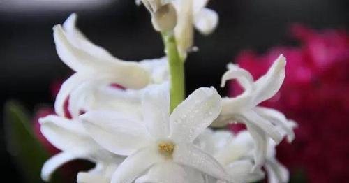 天使之花——百合花语的天使主题探究（揭示百合花的天使花语意义及象征）