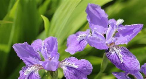 天使之花——百合花语的天使主题探究（揭示百合花的天使花语意义及象征）