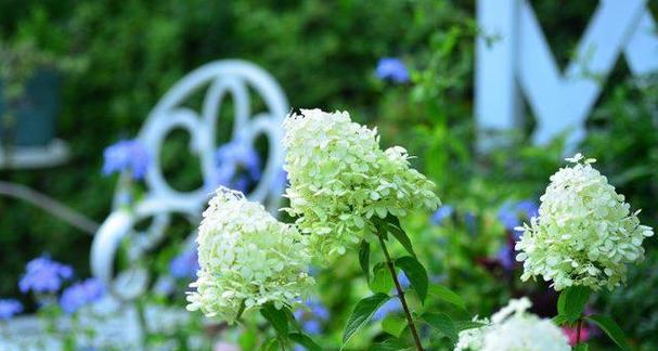 以百合花的花语为主题的团结之美（百合花的花语传递团结的力量）