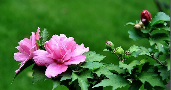 顽强如花——以玫瑰花为主题的花语探析（傲立风雨中）