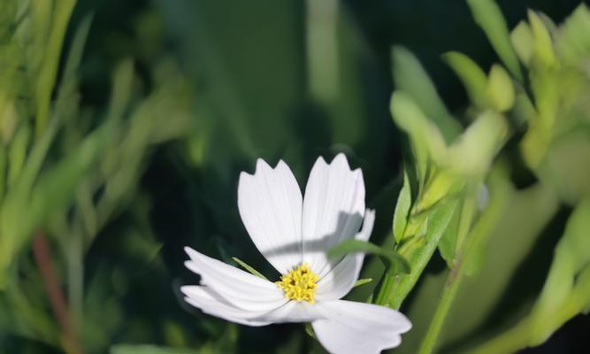 温柔善良，映红花海（寻觅温柔）