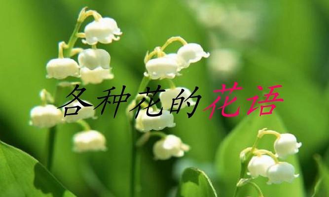 花语无所谓（用花语诉说无关紧要）