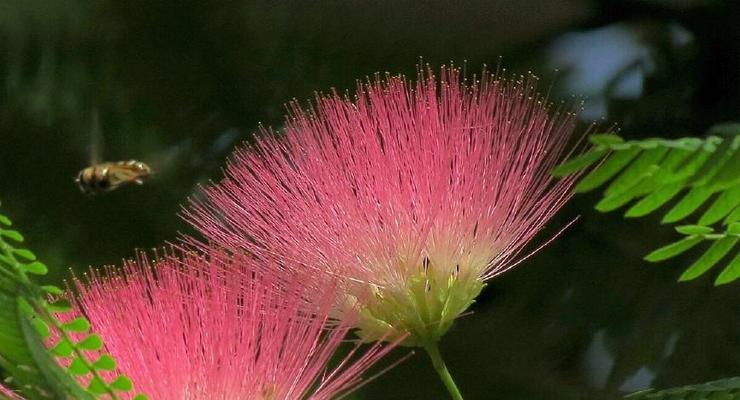 思念之花——以玫瑰花为主题的花语（玫瑰花的花语和表达思念的方式）