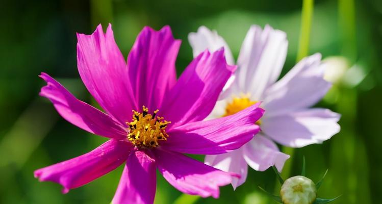 以百合花的花语为主题的幸福之旅（探寻百合花的花语与幸福之间的奥秘）