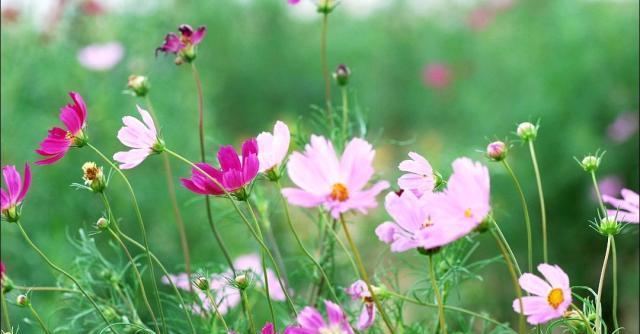 永远的承诺——以百合花的花语为主题（百合花语的含义与表达爱情的方式）