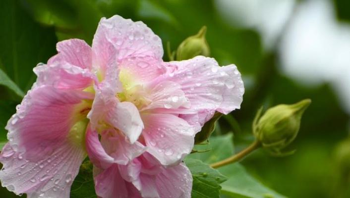 以兰花为主题的优雅花语（娇艳夺目）