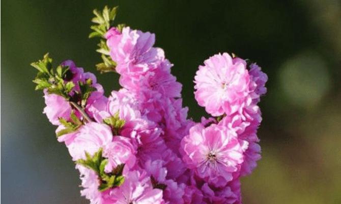 花开如锦，生活越来越好（以向日葵花的花语为引）