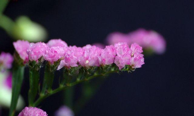 水晶草的花语（以水晶草的各种颜色为线索）