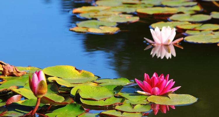 睡莲开花的寓意与象征（睡莲花的美丽与含义）