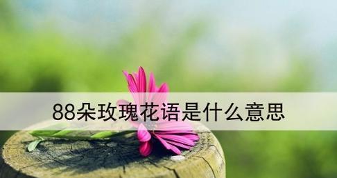 四朵玫瑰所传递的花语（探索四朵玫瑰代表的深层含义）