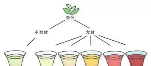 四季茶花（四季茶花花语解读及其代表的内涵）