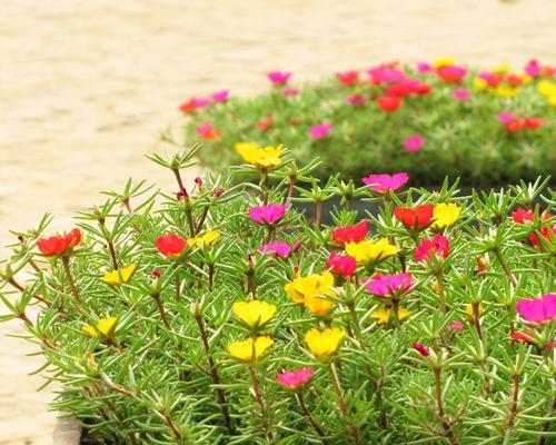 以太阳花的寓意与象征（探索阳光与希望的花朵）