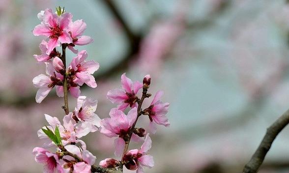 桃花花语（桃花的浪漫与多样性）