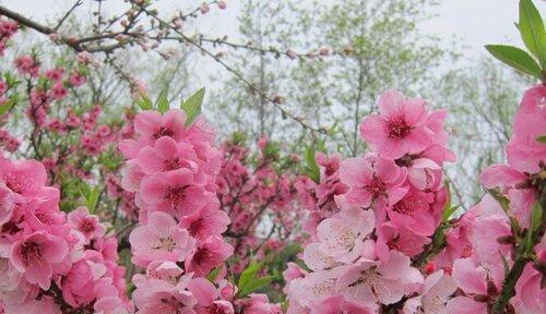 桃花的象征意义（桃花与爱情）