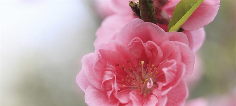 桃花花语与寓意（桃花花语的代表意义及其美好寓意）