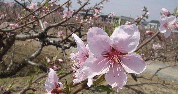 桃花（桃花的美丽和意义）