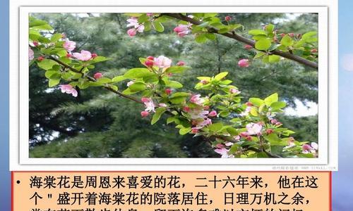 铁海棠花语与寓意（花开在冬日）