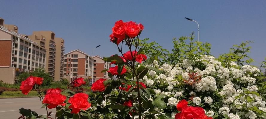 威海市花代表寓意的花卉——海棠（威海市花的象征意义和传承文化）