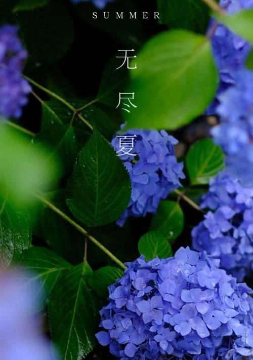 无尽夏的花语和寓意花语（探索无尽夏的花语之美）