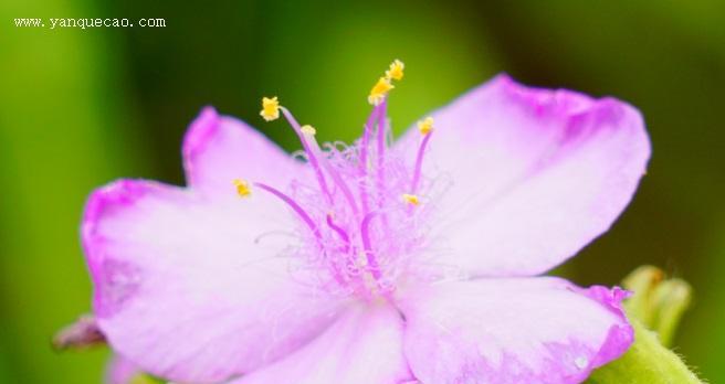 五瓣花的花语与寓意（探寻五瓣花的吉祥象征与心灵启示）