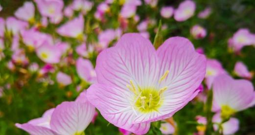 五瓣花的花语与寓意（探寻五瓣花的吉祥象征与心灵启示）