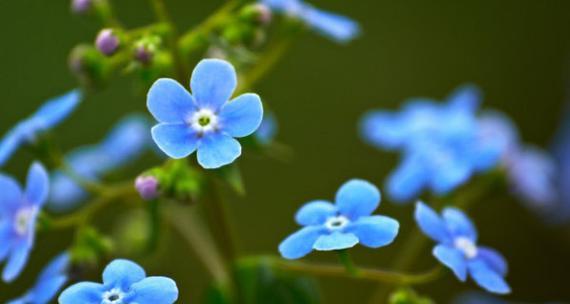 以勿忘我的花语——永恒的记忆（勿忘我花的含义与象征）