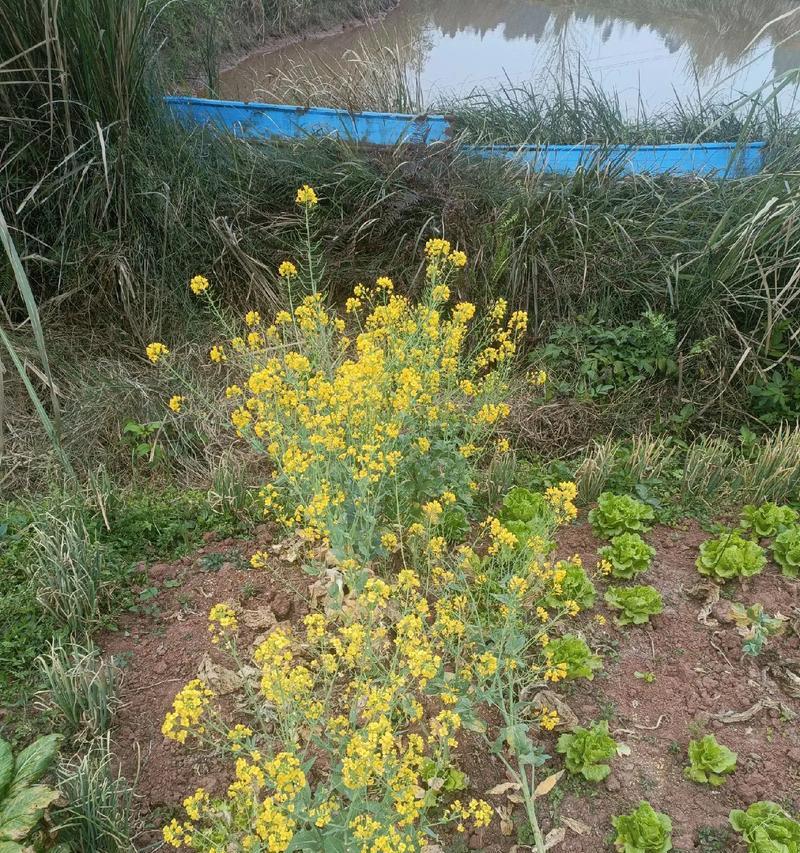 以香菜会开花吗（香菜的生长周期）