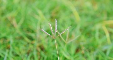 小草的坚韧力量（以小草为象征的人格品质与力量）