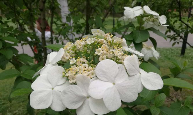 扬州市花——琼花的象征与寓意（扬州市花琼花的文化内涵和传承之美）