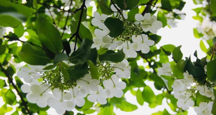 扬州市花——琼花的象征与寓意（扬州市花琼花的文化内涵和传承之美）