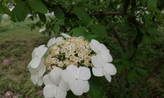 扬州市花——琼花的象征与寓意（扬州市花琼花的文化内涵和传承之美）