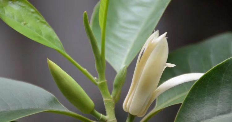 宜宾市花黄桷兰的象征意义（一朵寓意吉祥和繁荣的花——宜宾市花黄桷兰）