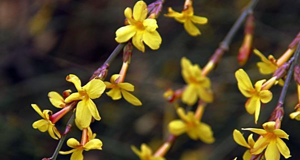 迎春花（迎春花的花语及代表意义）