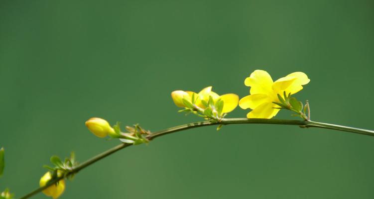 迎春花（迎春花的花语及代表意义）