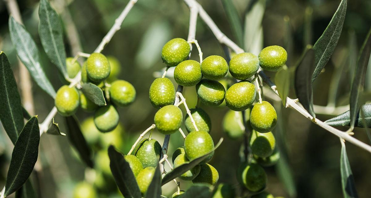 常绿硬叶林的叶片特点（以硬叶林代表植物）