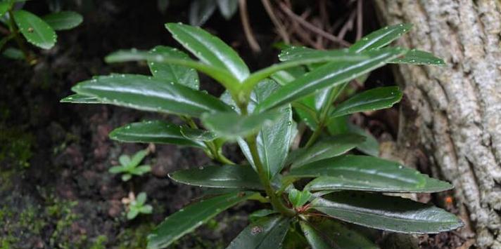 常绿硬叶林的叶片特点（以硬叶林代表植物）